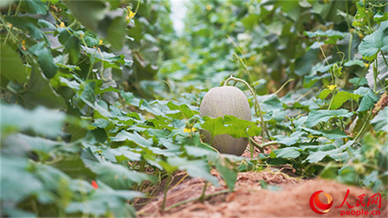 焕“新”之路丨新疆培育壮大特色优势产业(图5)