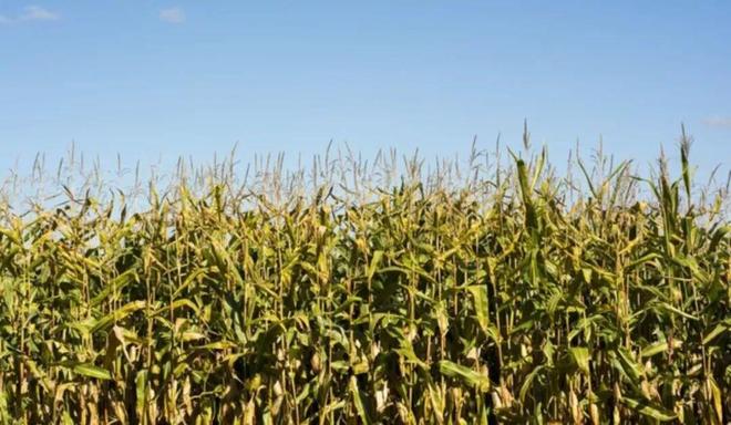 俗话“白天冬至单衣过冬；晚上冬至冻死老牛”今年冬天在哪？(图2)