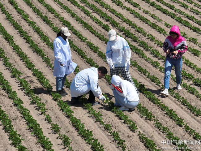 农业气象服务效益几何？田间试验给答案轻至中度灾害年份增产贡献率均值为125%