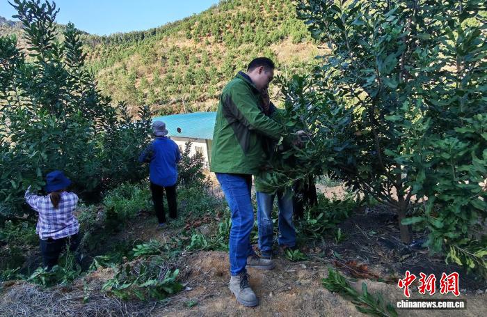 澳门青年打造千亩种植基地创新“坚果银行”(图2)