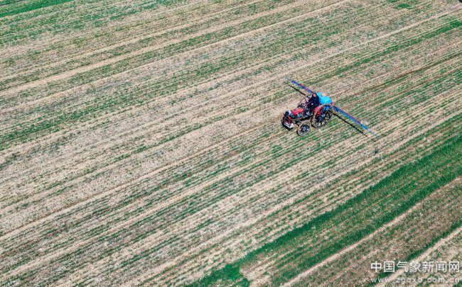 在希望的田野上丨冬小麦长势稳步提升气象“智”护春管提质增效